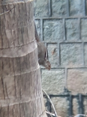 Funambulus palmarum