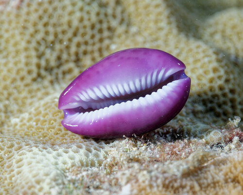 Cypraea poraria observed 2025-02-08