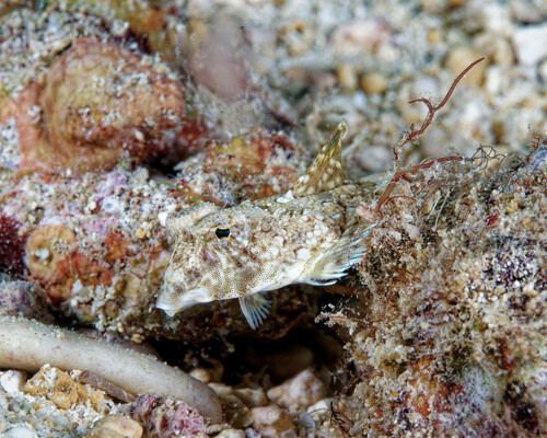 Callionymus decoratus observed 2025-02-08