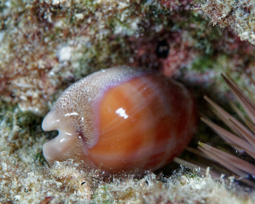 Lyncina leviathan observed 2025-02-08