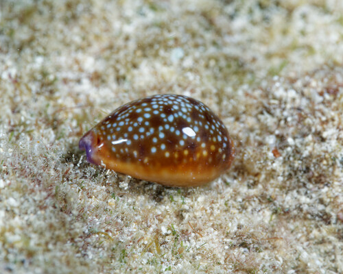 Cypraea helvola hawaiiensis, 2025-02-08