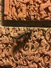 Ululodes quadripunctatus