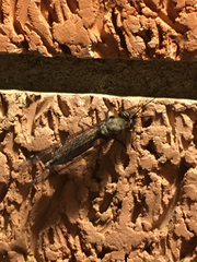 Ululodes quadripunctatus