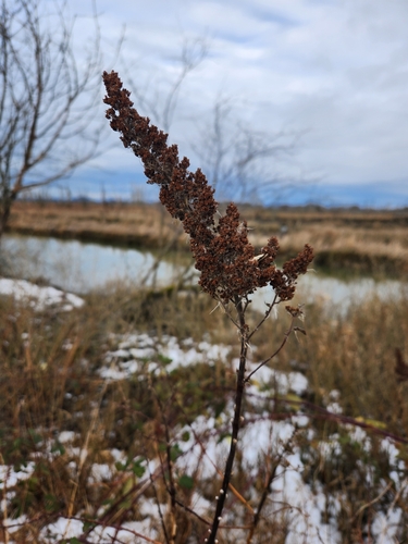Douglas's Spiraea winter