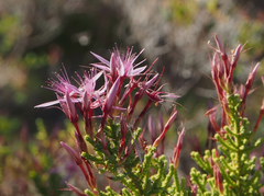 Calytrix exstipulata