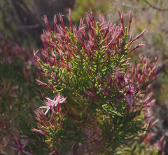 Calytrix exstipulata