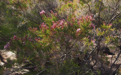 Calytrix exstipulata