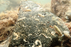 Ischnochiton subviridis