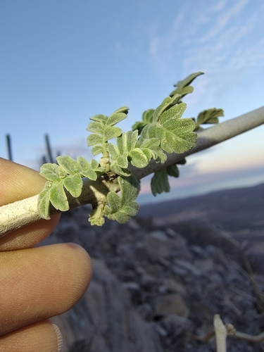 Image of Pachycormus discolor by (c) Abraham Sánchez Romero, some rights reserved (CC BY)