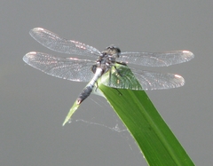 Leucorrhinia caudalis