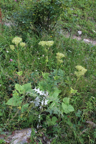 Valeriana alliariifolia