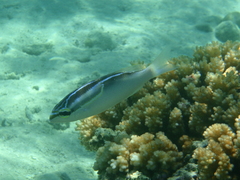 Scolopsis trilineata