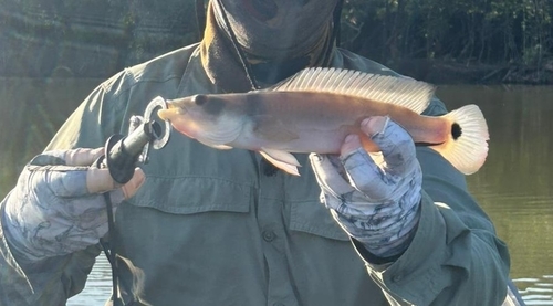 Pike cichlid (Crenicichla lugubris) — Cichlidae — 5
