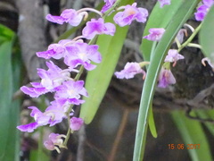 Aerides maculosa