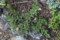 Psephellus salviifolius