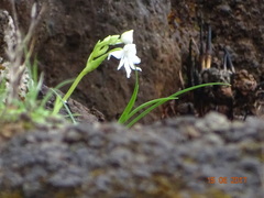 Habenaria grandifloriformis