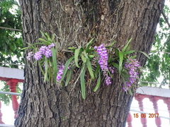 Aerides maculosa