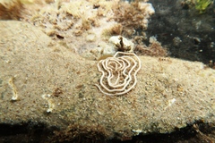 Fecampiida