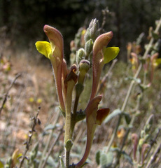 Scutellaria tomentosa