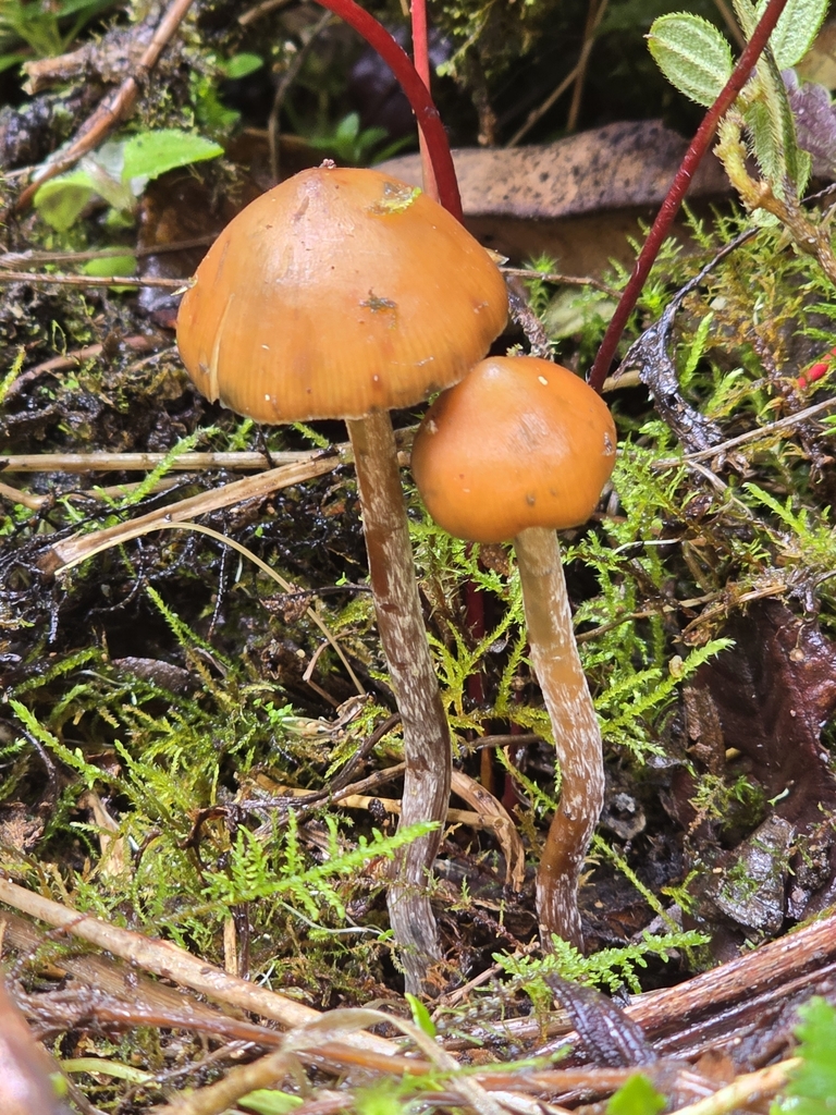 Psilocybe muliercula · February 2025 · photo: © alan_rockefeller (iNaturalist, cc-by-sa)