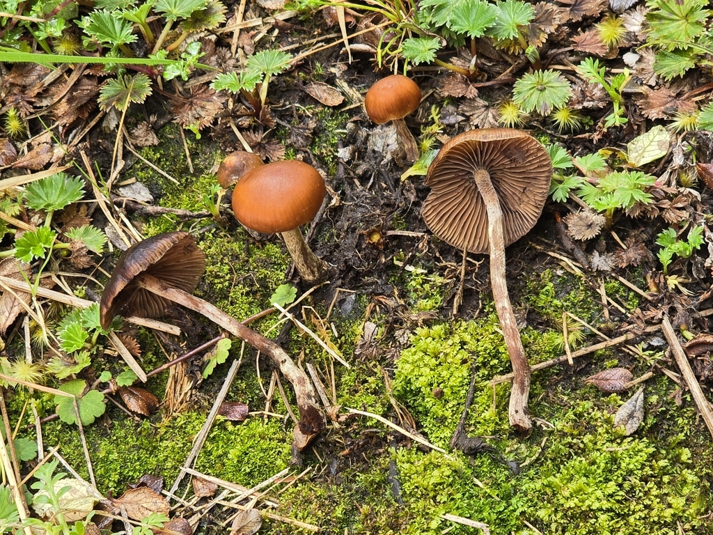 Psilocybe muliercula · February 2025 · photo: © alan_rockefeller (iNaturalist, cc-by-sa)