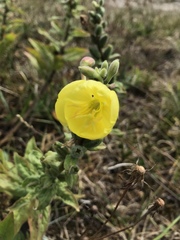 Oenothera × fallax
