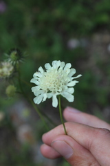 Scabiosa bipinnata