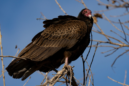 iNaturalist observation photo of Turkey Vulture