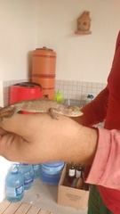 Polychrus acutirostris