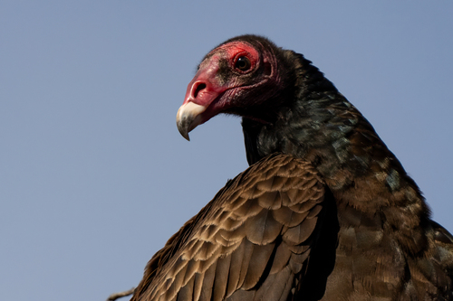 iNaturalist observation photo of Turkey Vulture