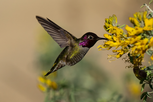 iNaturalist observation photo of Anna's Hummingbird