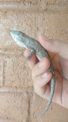 Polychrus acutirostris