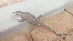 Polychrus acutirostris