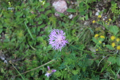 Psephellus salviifolius