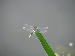 Leucorrhinia caudalis