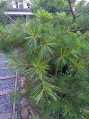 Pinus morrisonicola