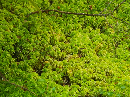 Image of Sphagnum cristatum by (c) Rob Trame, some rights reserved (CC BY)