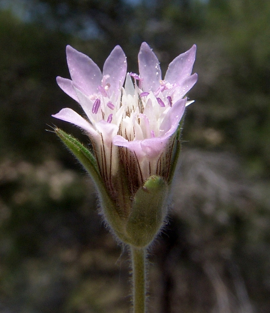 Pincushion Flower