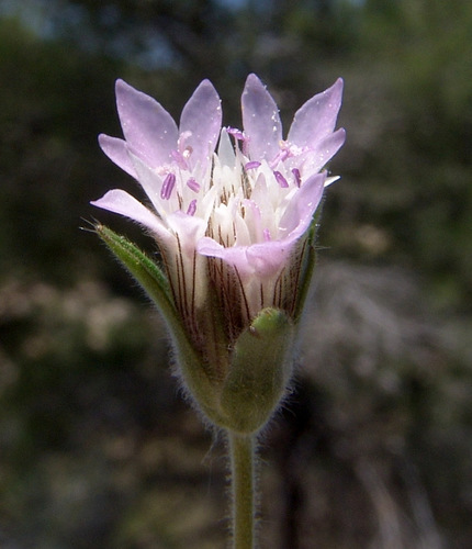 Pterocephalus plumosus
