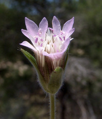Pterocephalus plumosus