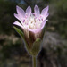 Pincushion Flower - Photo (c) Ron Frumkin, some rights reserved (CC BY-NC), uploaded by Ron Frumkin