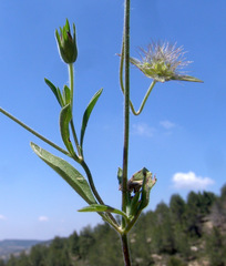 Pterocephalus plumosus