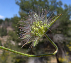 Pterocephalus plumosus