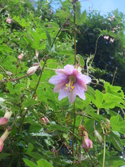 Passiflora pinnatistipula