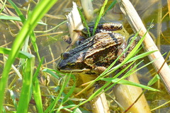 Rana amurensis