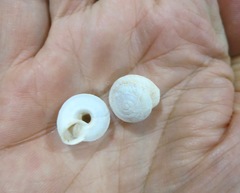Sphincterochila cariosa