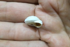 Sphincterochila cariosa