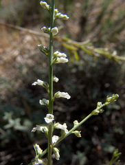 Anarrhinum forskaohlii
