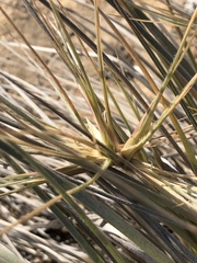Spinifex