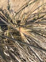 Spinifex